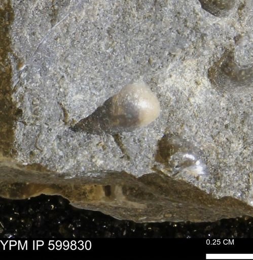 Protocardia subquadrata