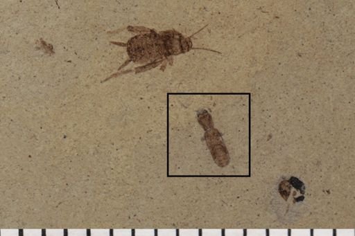 Coleoptera