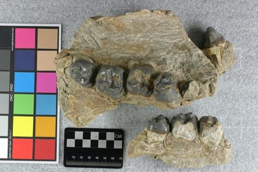 Perchoerus probus