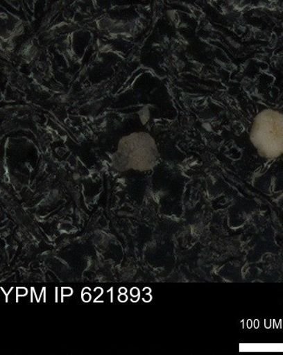 undet. Foraminiferida
