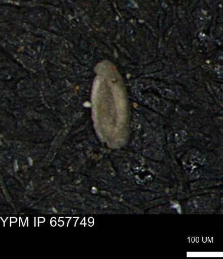 Spirolocammina subcircularis