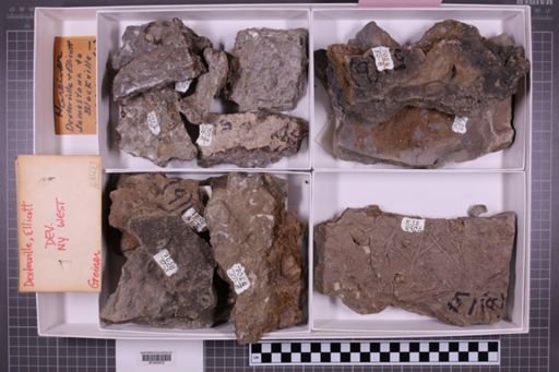 mixed taxa, stratigraphic collection