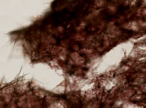 Desmacella infundibuliformis