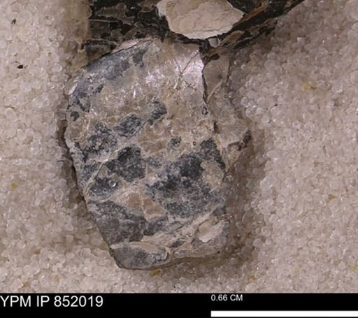 Inoceramus