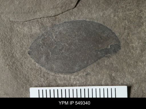undet. Eurypterida