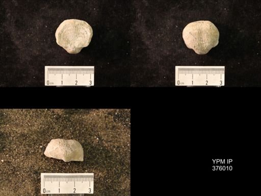 Pustula nebrascensis