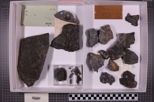 mixed taxa, stratigraphic collection
