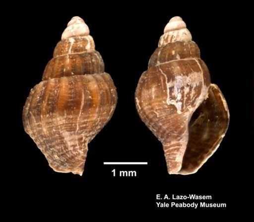 Columbellidae?