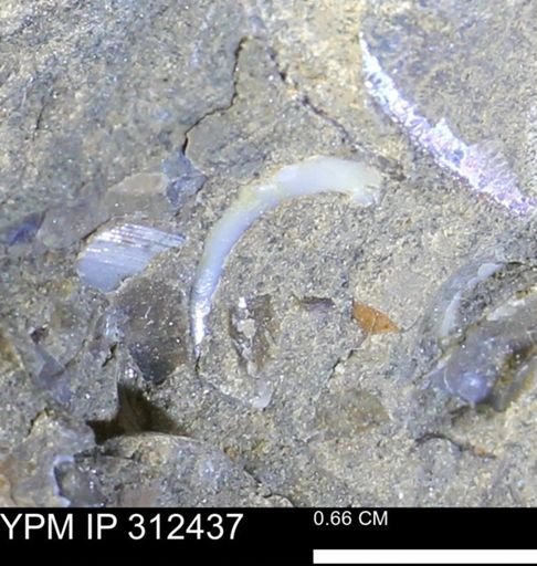 undet. Bivalvia