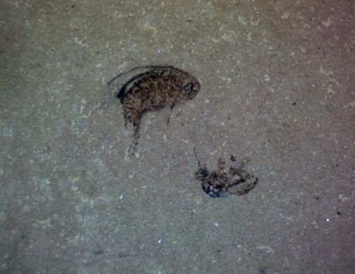 undet. Mordellidae