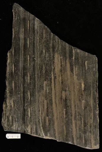 Sigillaria?