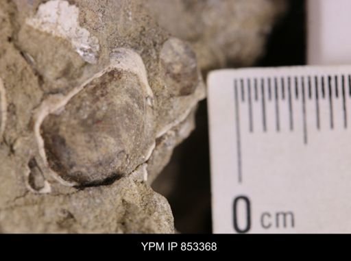 Limopsis striatopunctatus