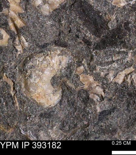 undet. Scaphitidae