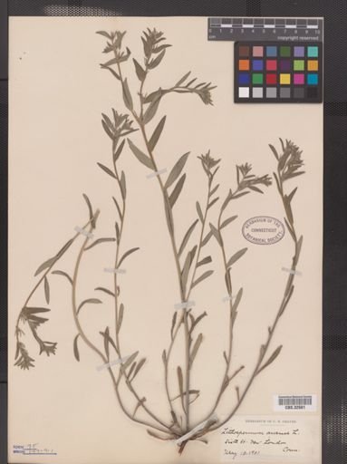 Lithospermum arvense