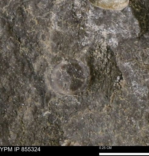 undet. Mollusca