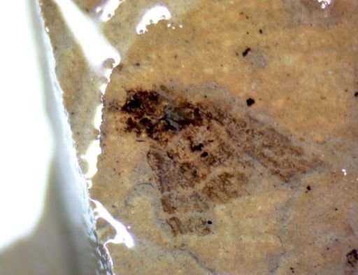 undet. Pterygota