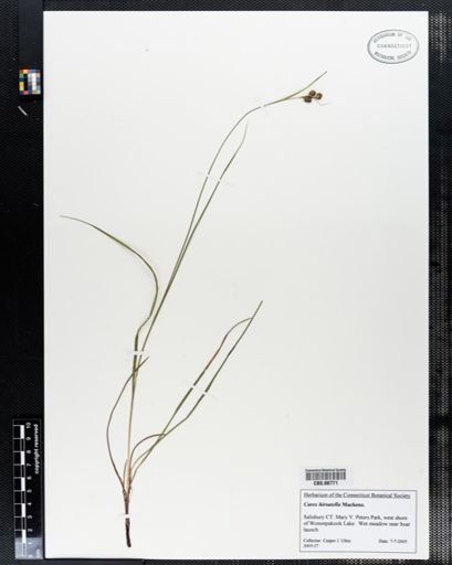 Carex hirsutella