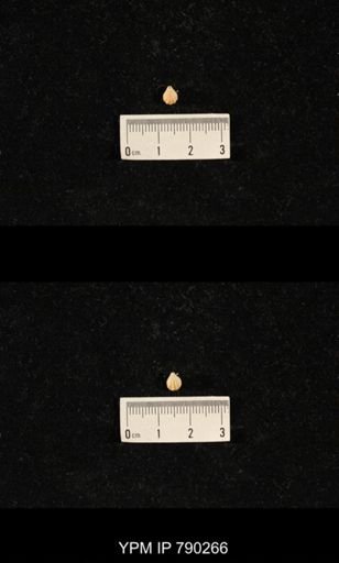 Hustedia huecoensis