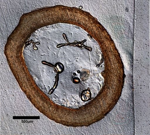 Dipsosaurus dorsalis