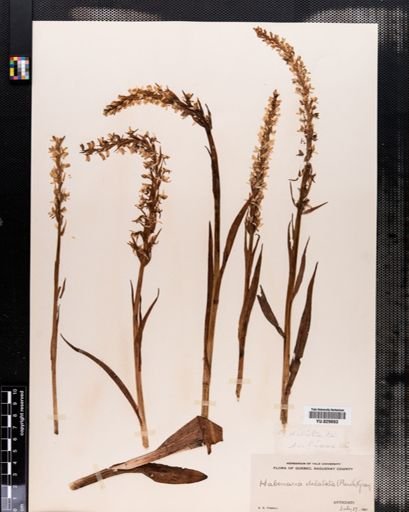 Habenaria