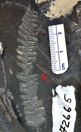 Pecopteris sp.