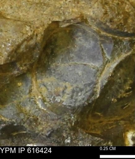 Protocardia subquadrata