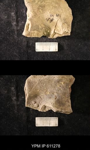 Heterotrypa frondosa