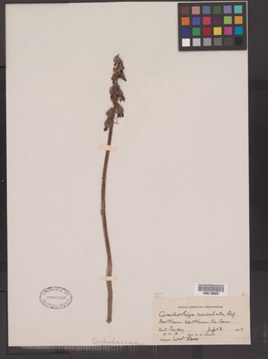 Corallorhiza maculata