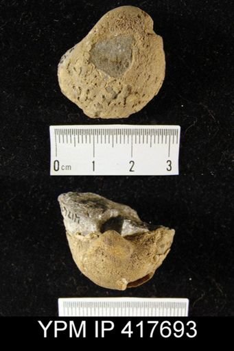Gypidula coeymanensis