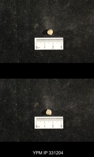 Euphemites sp.