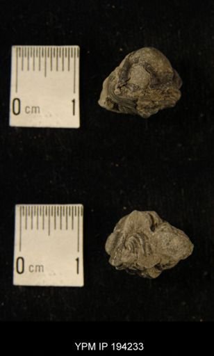 Phacops rana