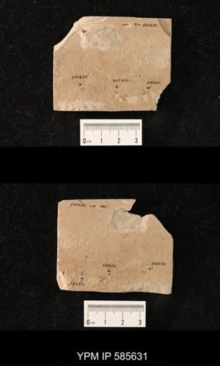 undet. Hymenoptera