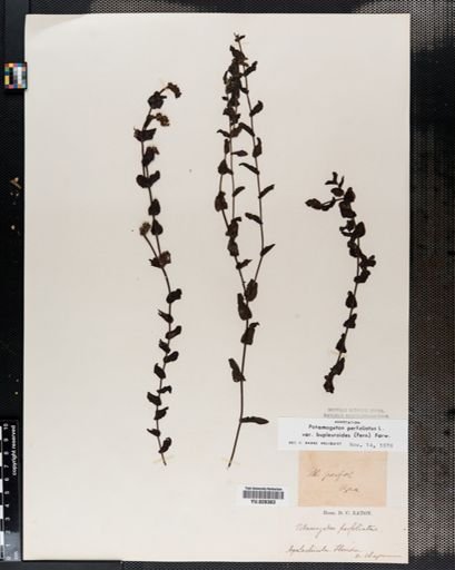 Plantae