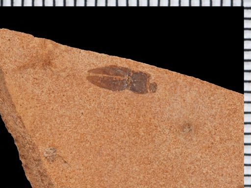 Elateridae?