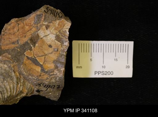 Scaphites sp.