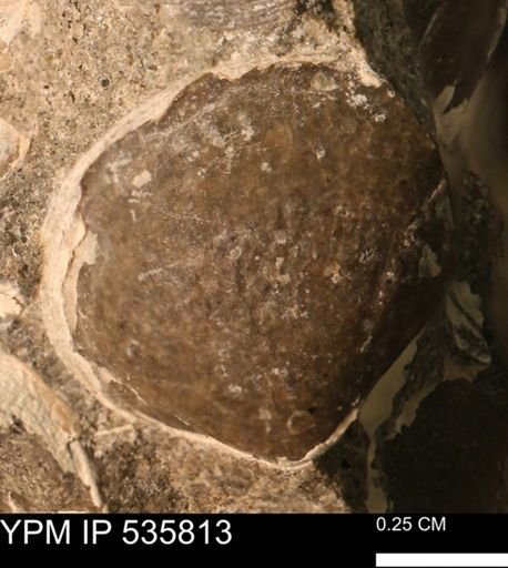 Limopsis striatopunctatus
