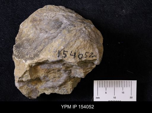 Archaeocyathus profundus