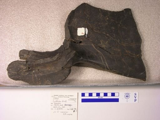 Dunkleosteus terrelli