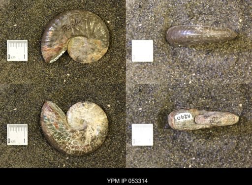 Discoscaphites conradi