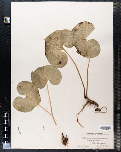 Asarum canadense