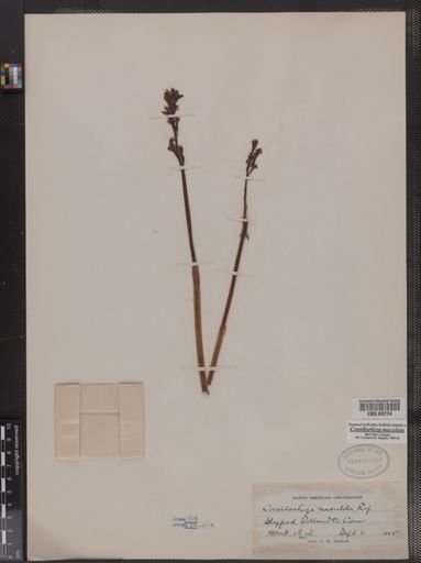 Corallorhiza maculata