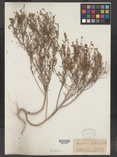 Lepidium densiflorum