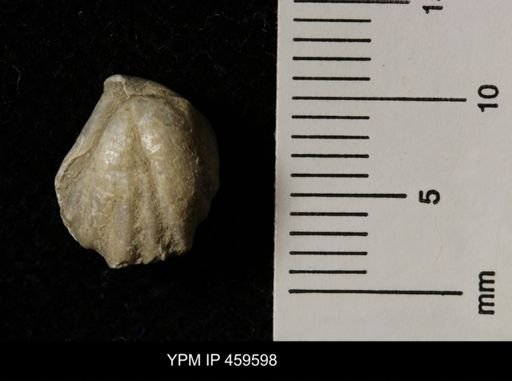 Wellerella delicatula