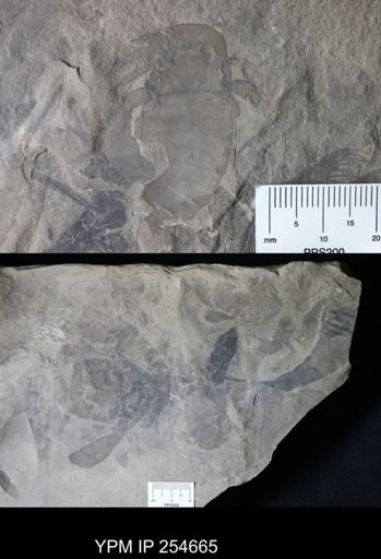 Eurypterus remipes