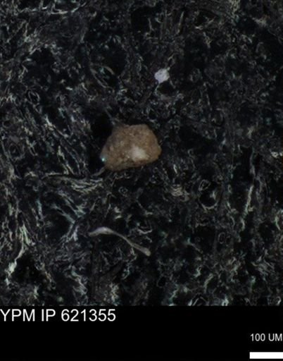 undet. Foraminiferida
