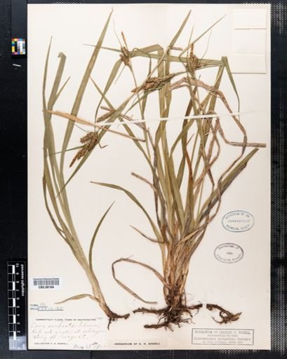 Carex scabrata