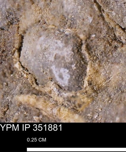 undet. Bivalvia