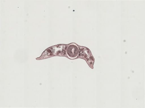 Turbellaria