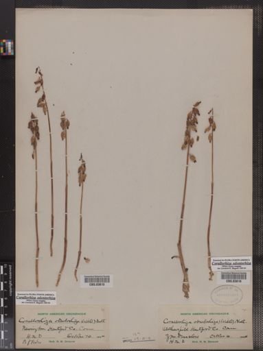 Corallorhiza odontorhiza