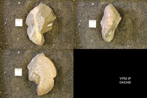 Hoploscaphites comprimus